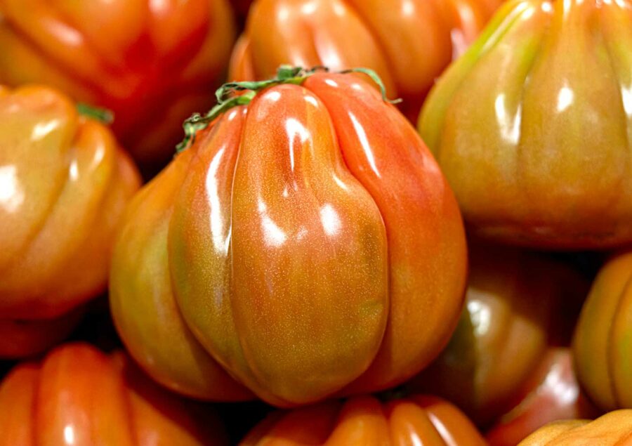 Pomodoro Cuore di Bue